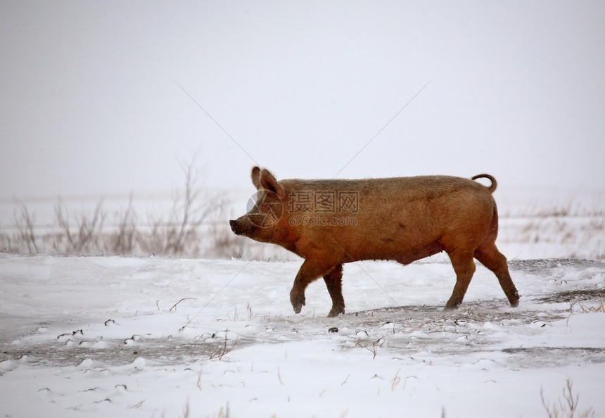 冬天的猪图片