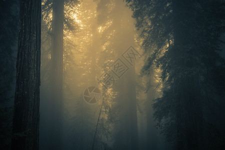 红木森林的雾加利福尼亚图片