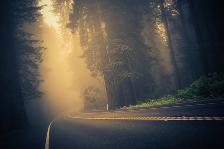 Foggy森林路红木公路美国图片