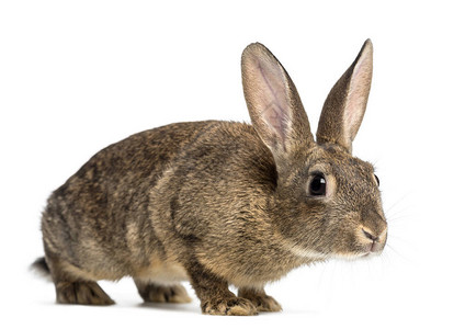 欧洲兔子或普通兔子3个月大白种的奥背景图片