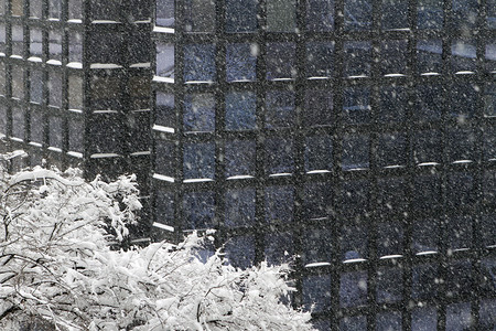 重雪暴风雪主题树和图片