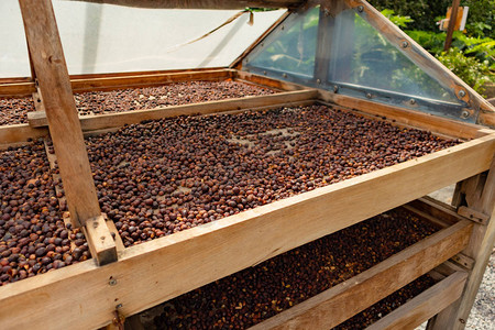 生有机咖啡豆或红樱桃水果在图片