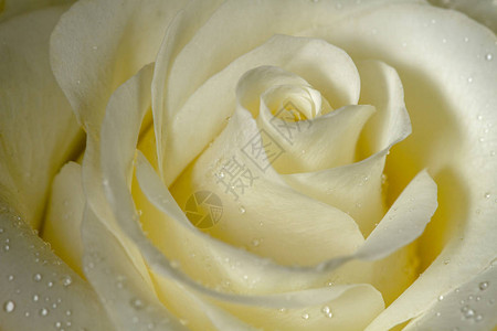 美丽的玫瑰花背景与乳白色玫瑰与露珠使用软微距拍摄爱图片
