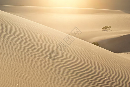 在加利福尼亚州谷的沙丘中闪耀着阳光亮的闪背景图片