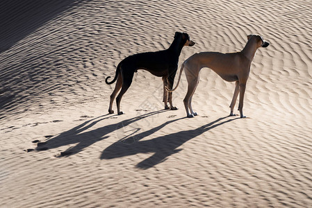 摩洛哥撒哈拉沙漠中的两只Sloughi狗背景图片