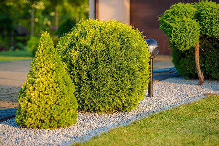 家庭前装饰花园植物特写照片园艺主题背景图片