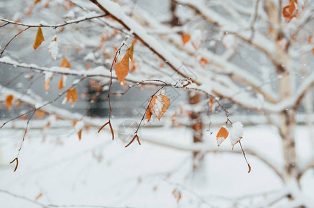 11月早晨白桦树叶上的白霜白桦树上的白霜图片