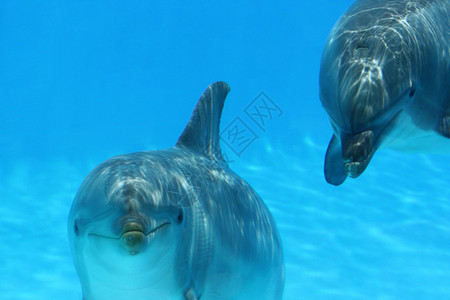 海洋生物海豚图片