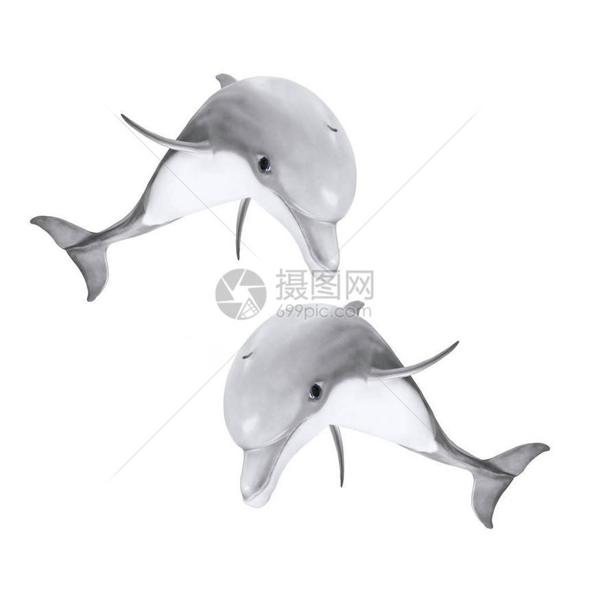 跳跃的宽吻海豚TursiopsTruncatus孤立在白色背景上的海上生活动物3D插图片
