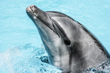 海豚在游泳池里游泳图片