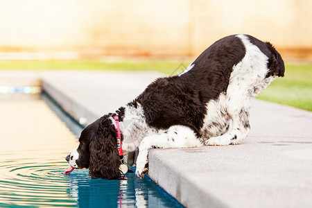 夏日热天从游泳池里取出饮水的英语SpanielSpaniel图片