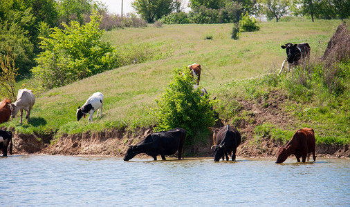 奶牛来到村里的湖边喝水背景图片