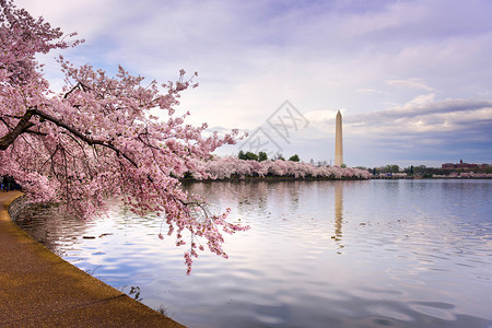 华盛顿河流旁的樱花树图片