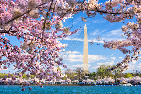 华盛顿的樱花树图片