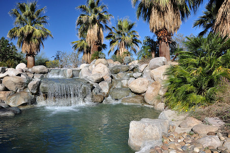 棕榈树和热带生长环绕着这个小瀑布和池塘在加利福尼亚州棕榈沙漠的图片