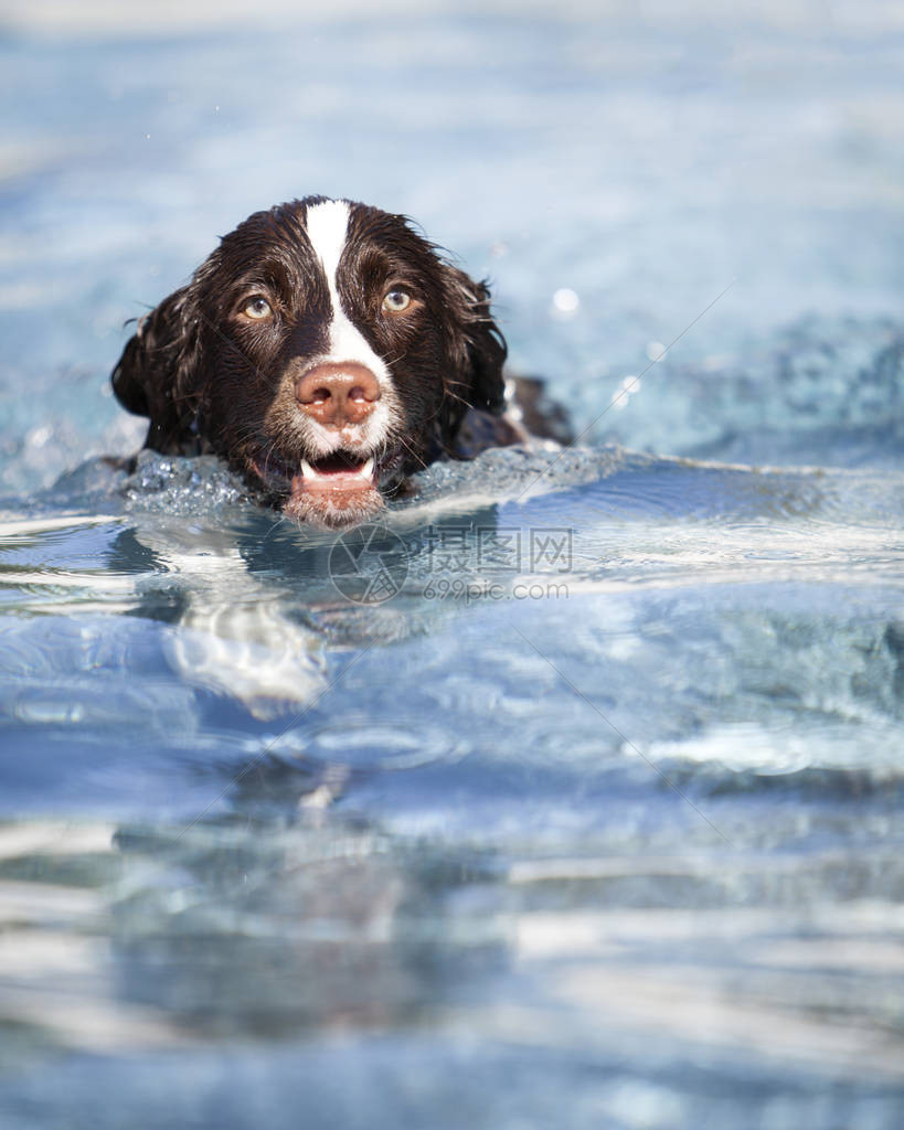 英语Spaniel狗图片