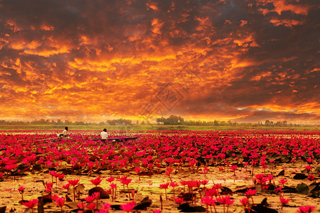 泰国日出时的红莲花游轮背景图片