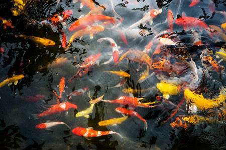 池塘里五颜六色的锦鲤鱼的细节图片