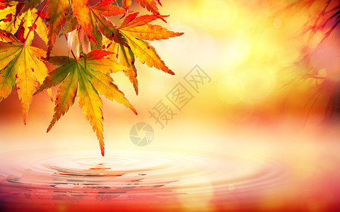 秋季水疗背景与红叶在水面上图片