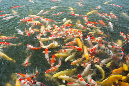 日本池塘里的锦鲤图片