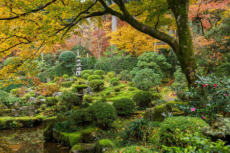 有秋天枫树的日本庭院图片