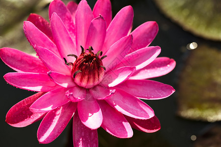 特写粉红色莲花图片