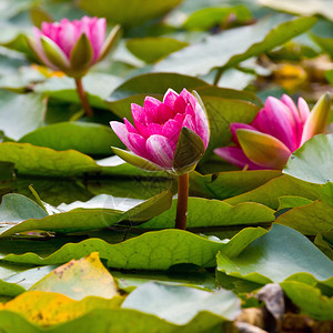 荷花池塘风景图片