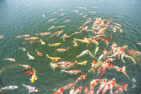 池塘里的五彩锦鲤图片