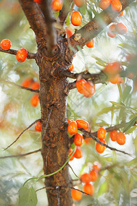 树上的大橙沙棘图片