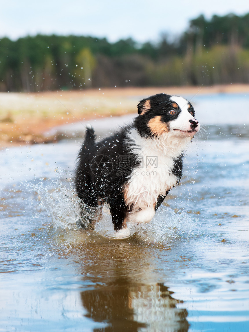 快乐的狗在水浪中沿着海滩奔跑美丽的澳大利亚牧羊犬小狗3个月大跑向相机可爱的狗喜欢图片