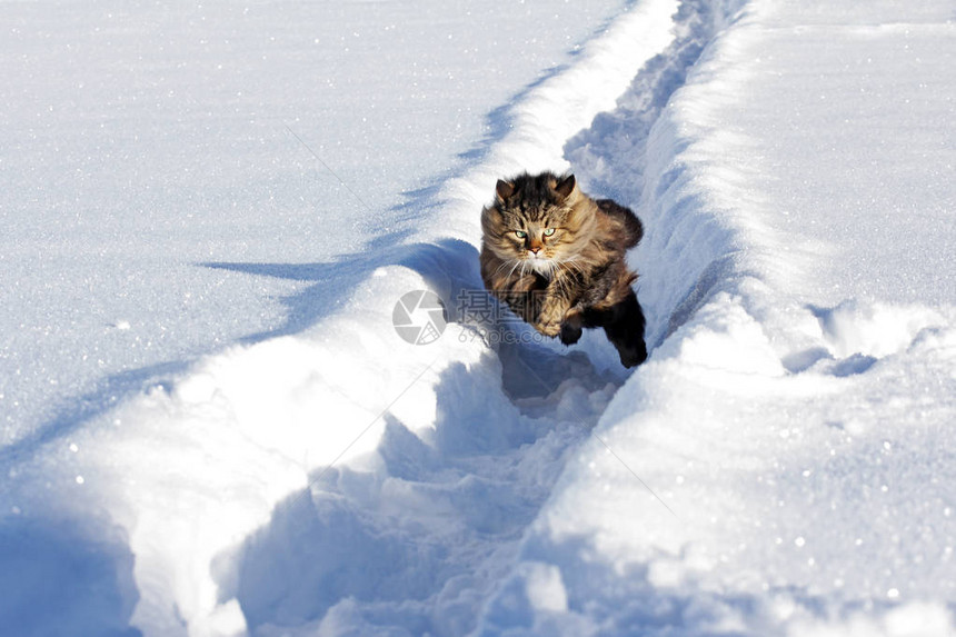 挪威的森林猫在下雪图片