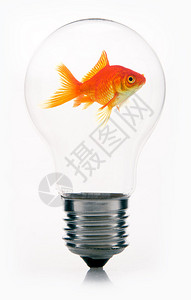 金鱼在灯泡里跳出水面图片