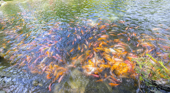 在池塘里游泳的多彩鱼与数百幅绘画一起涌现出来以赢得食物图片