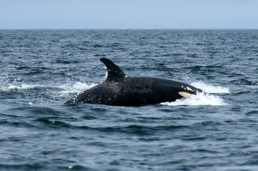 Orca鲸观察加拿大维多利亚不图片