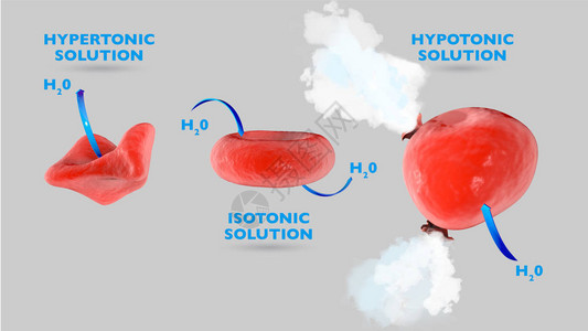 细胞渗透等渗溶液中的细胞高渗溶液中的细胞低渗溶液中的细图片