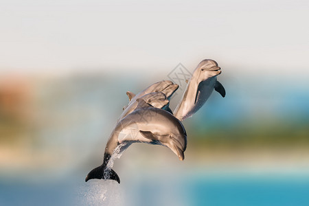 飞跃的海豚从水中跳出来玩得开心图片