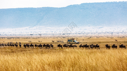 肯尼亚非洲草原的旅游者览运动一排长图片