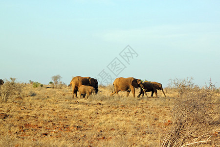 肯尼亚TsavoEast的Sava图片