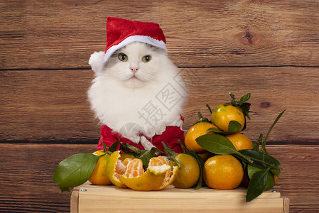扮成圣诞老人的猫卖橘子图片