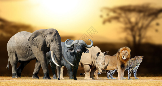 非洲五巨头狮子大象豹图片