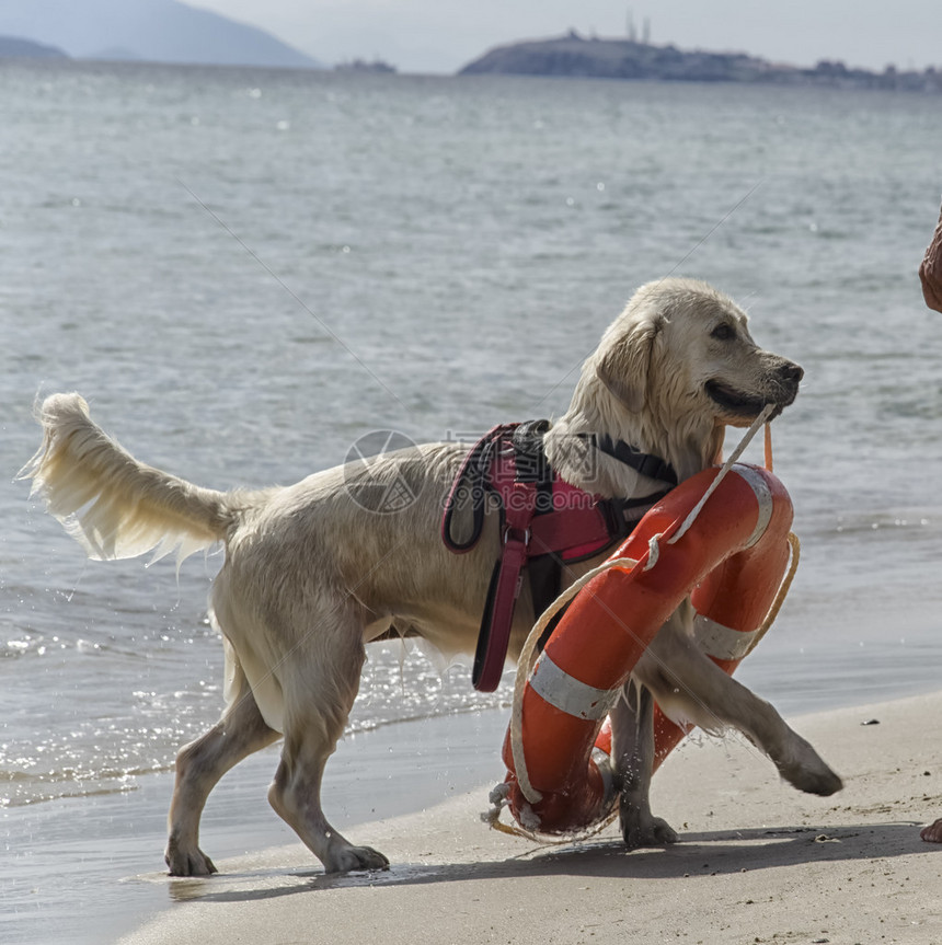 救援犬带着救生圈出海图片