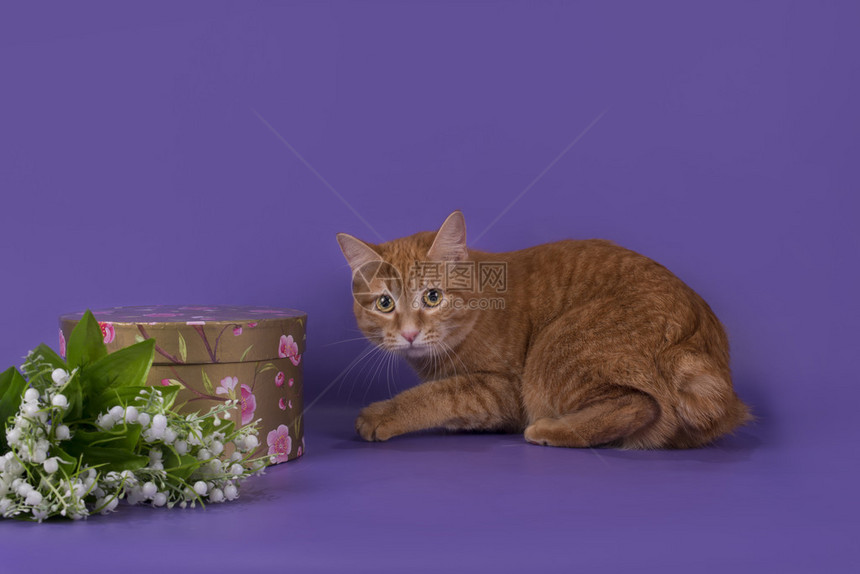紫色背景上的橘猫与花束图片