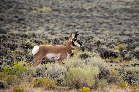 怀俄明草原上的叉角羚图片