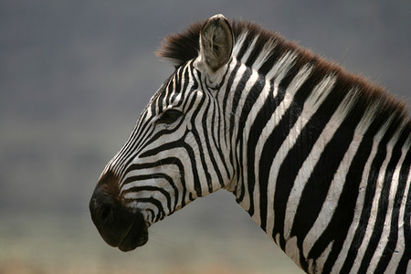 Serengeti野生动物保护区图片