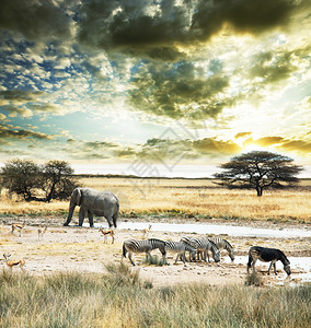 狂野的非洲图片