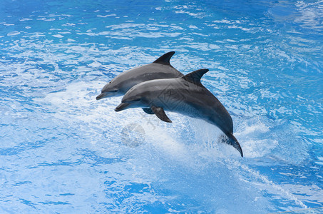 宽吻海豚从蓝色的水中跳跃图片
