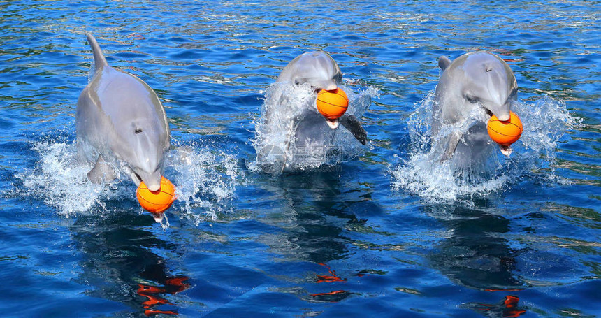 一群快乐的海豚在蓝色环礁湖中跳跃和玩球有趣的友好动物从图片