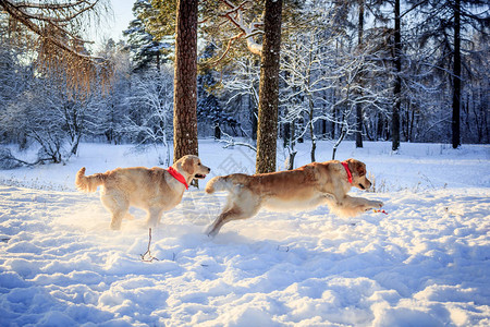 两只轻小狗在冬图片