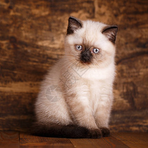 网红猫耳酥苏格兰直立的猫奶油颜色作为设计元素包装礼品Kitty乳霜颜色设计图片