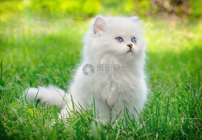 坐在草丛中的白色英国小猫图片